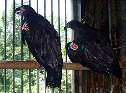 The Miley Cyrus eagles: Hope & Tennessee The Miley Cyrus eagles: Hope & Tennessee